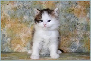 Female Siberian Kitten from Deedlebug Siberians